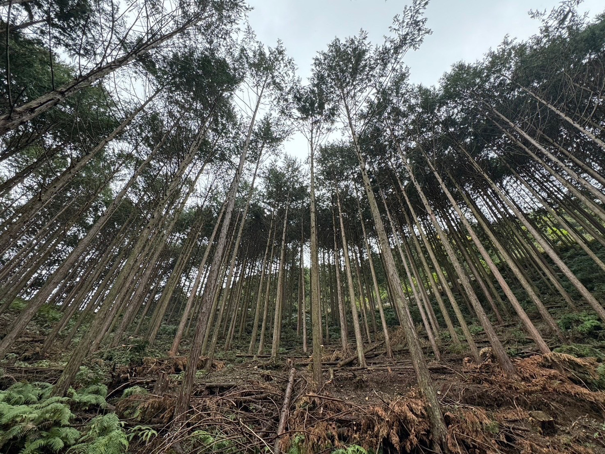 森林ツアー行ってきました！！